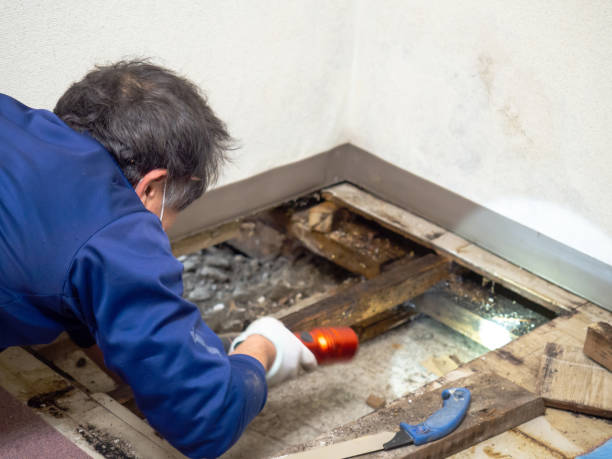Best Mold Removal Company Near Me  in Albertville, MN