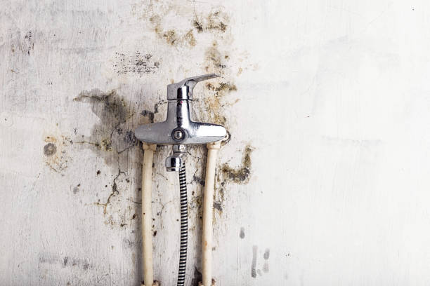 Best Professional Mold Removal  in Albertville, MN