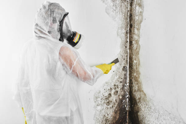 Best Crawl Space Mold Removal  in Albertville, MN