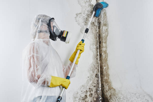 Best Certified Mold Removal  in Albertville, MN