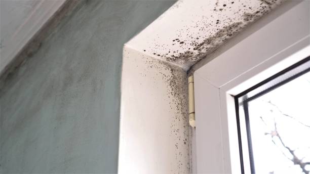 Trusted Albertville, MN Mold Removal Experts