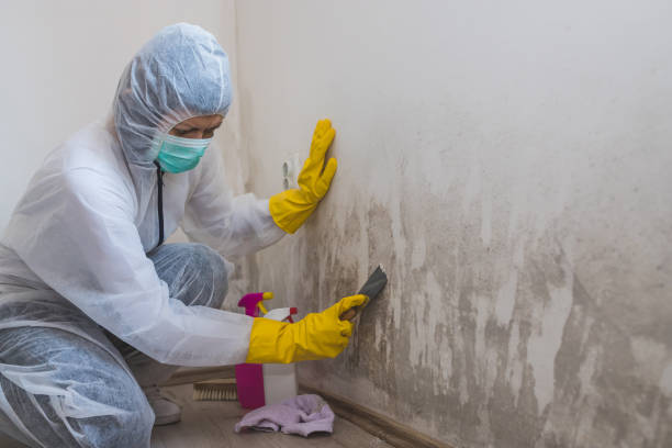 Mold Removal Process in Albertville, MN