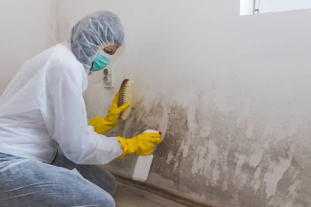 Best Mold Removal Process  in Albertville, MN