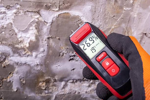 Best Local Mold Removal Service  in Albertville, MN