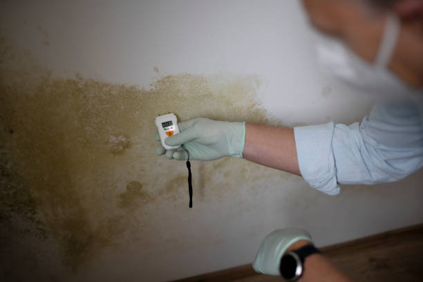 Best Toxic Mold Removal  in Albertville, MN