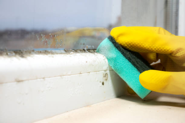 Best Mold Inspection  in Albertville, MN
