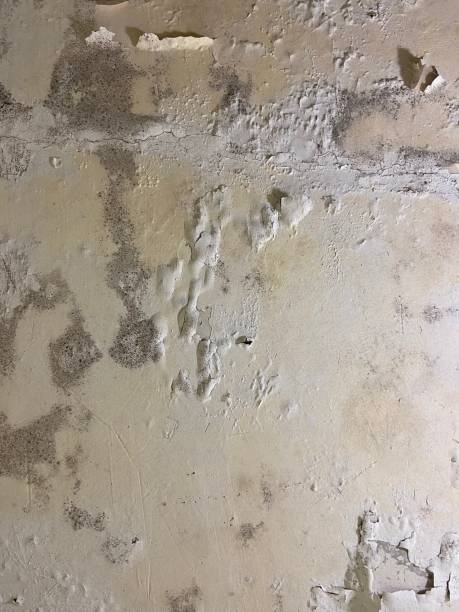 Best Crawl Space Mold Removal  in Albertville, MN