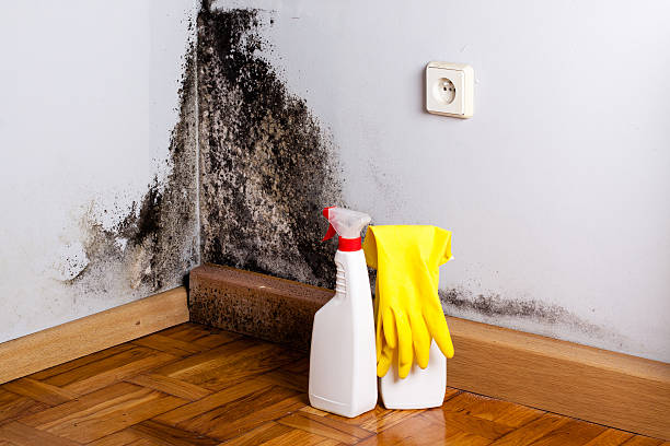 Best Mold Removal Specialists  in Albertville, MN