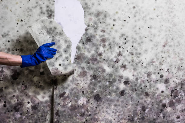 Best Mold Testing  in Albertville, MN
